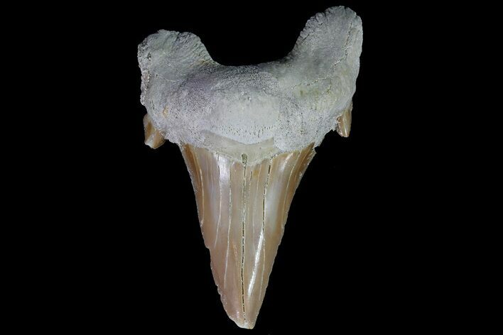 Otodus Shark Tooth Fossil - Eocene #67187